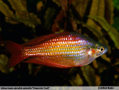 Melanotaenia splendida splendida Deepwater Creek