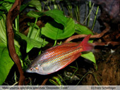 Melanotaenia splendida splendida "Deepwater Creek"