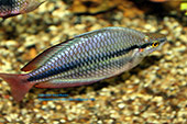 Melanotaenia trifasciata Habgood River