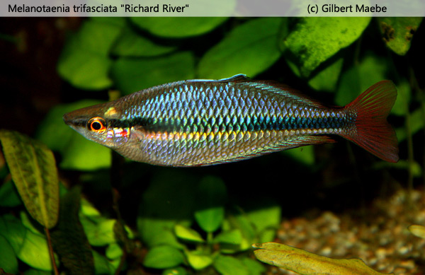 Melanotaenia trifasciata "Richard River"