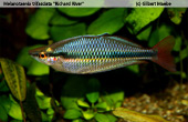 Melanotaenia trifasciata Richard River