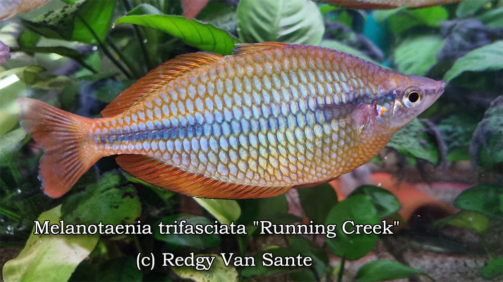 Melanotaenia trifasciata "Running Creek"