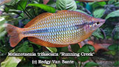 Melanotaenia trifasciata Running Creek