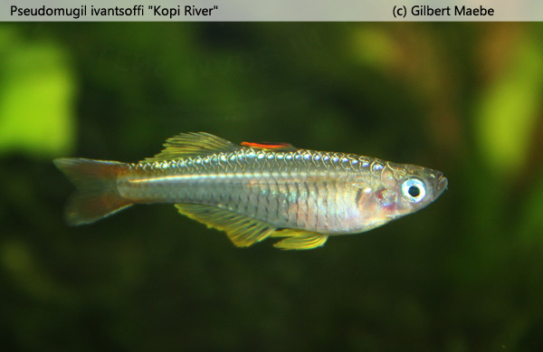 Pseudomugil ivantsoffi "Kopi River"