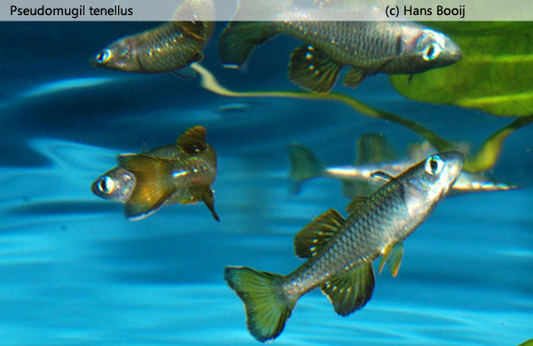 Pseudomugil tenellus 