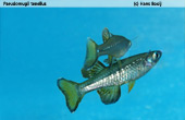 Pseudomugil tenellus 