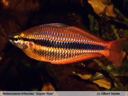 Melanotaenia trifasciata "Goyder River"