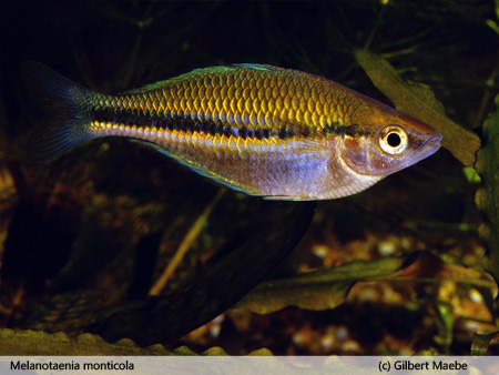 Melanotaenia monticola 