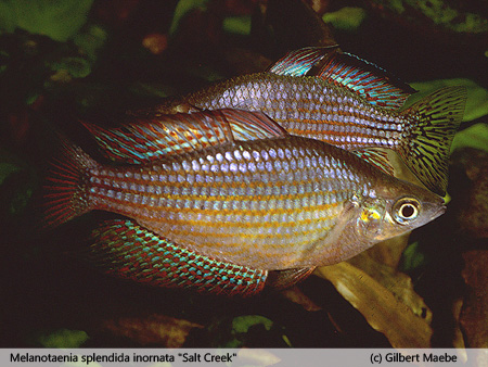 Melanotaenia splendida inornata "Salt Creek"