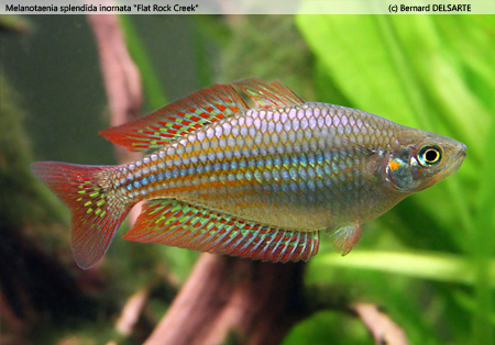 Melanotaenia splendida inornata Flat Rock Creek