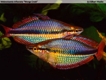 Melanotaenia trifasciata "Wonga Creek"