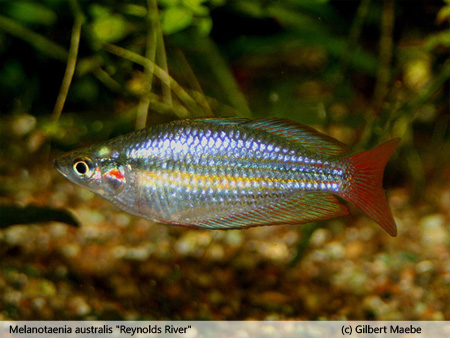 Melanotaenia australis "Reynolds River"