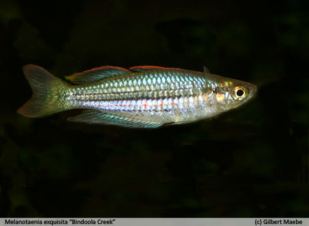 Melanotaenia exquisita Bindoola Creek