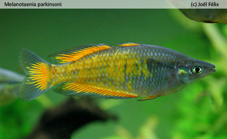 Melanotaenia parkinsoni "Kemp Welsh River (geel)"