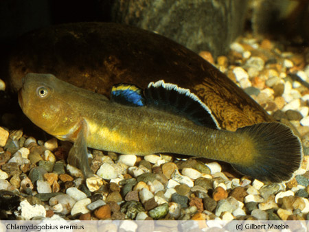 Chlamydogobius eremius 