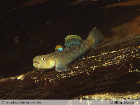 Chlamydogobius ranunculus 