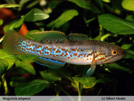 Mogurnda adspersa 