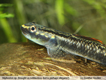Stiphodon sp. 