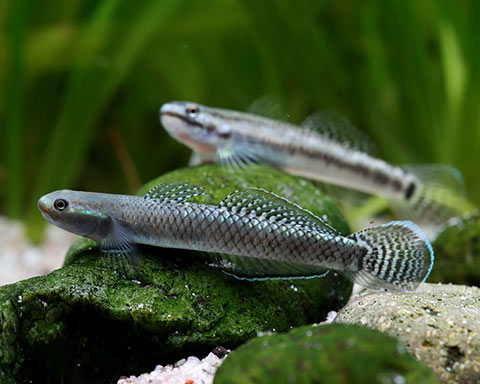 Stiphodon elegans 