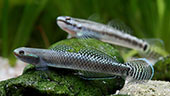 Stiphodon elegans 