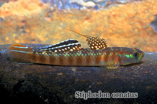 Stiphodon ornatus 